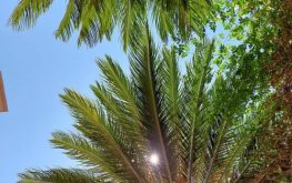 palmboom benidorm